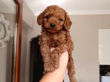 Red Braw Kıpkırmızı Ev Üretimi Tooy Poodle 