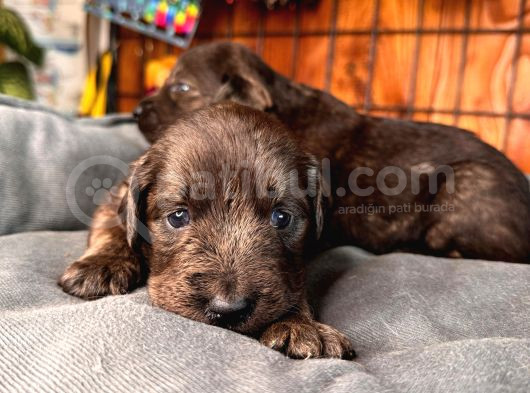 Dark Chocolate Ve Black Labrador Retriever görsel