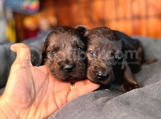Dark Chocolate Ve Black Labrador Retriever görsel