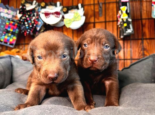 Dark Chocolate Ve Black Labrador Retriever görsel