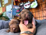 Dark Chocolate Ve Black Labrador Retriever