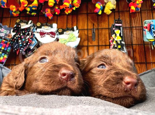 Dark Chocolate Ve Black Labrador Retriever görsel