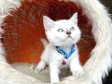Irkının En Güzeli British Shorthair Bluepoint