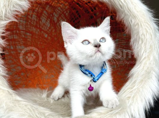 Irkının En Güzeli British Shorthair Bluepoint görsel