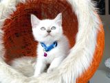 Irkının en güzeli british shorthair bluepoint