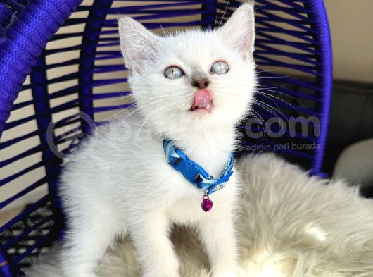 Irkının En Güzeli British Shorthair Bluepoint görsel