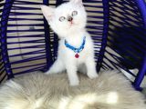 Irkının En Güzeli British Shorthair Bluepoint