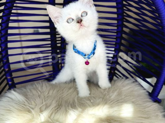Irkının En Güzeli British Shorthair Bluepoint görsel