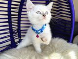Irkının En Güzeli British Shorthair Bluepoint