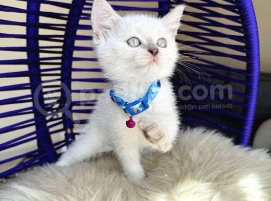 Irkının En Güzeli British Shorthair Bluepoint görsel