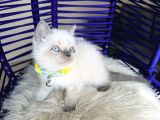 Irkının En Güzeli British Shorthair Bluepoint