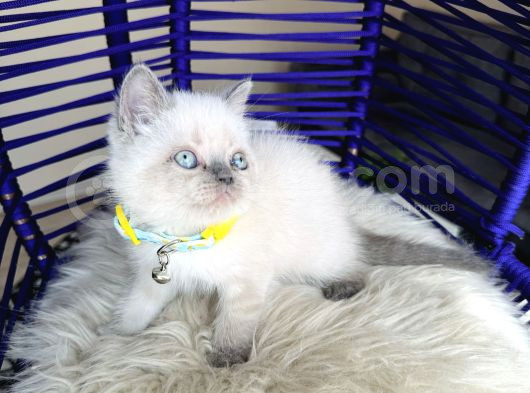 Irkının En Güzeli British Shorthair Bluepoint görsel