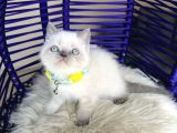Irkının En Güzeli British Shorthair Bluepoint