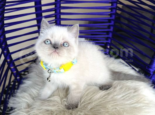 Irkının En Güzeli British Shorthair Bluepoint görsel