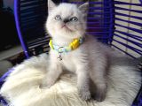 Irkının En Güzeli British Shorthair Bluepoint