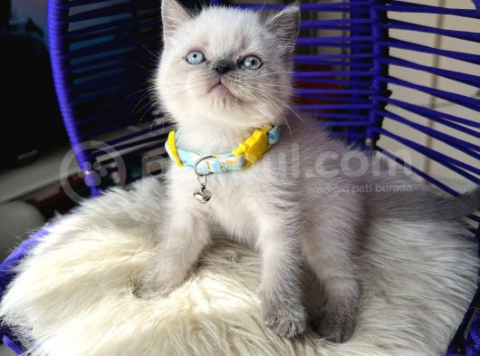 Irkının En Güzeli British Shorthair Bluepoint görsel