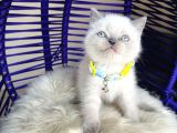 Irkının En Güzeli British Shorthair Bluepoint