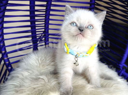 Irkının En Güzeli British Shorthair Bluepoint görsel