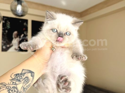 Irkının En Güzeli British Shorthair Bluepoint görsel