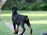 King Doberman Yavrular