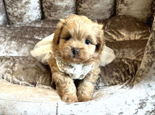 Malti̇poo Bebek Yavrularimiz