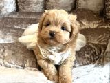 Malti̇poo Bebek Yavrularimiz