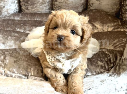Malti̇poo Bebek Yavrularimiz görsel