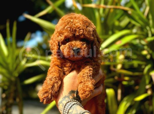 Gerçek Dark Red Brown Toy Poodle Yavrularimiz görsel