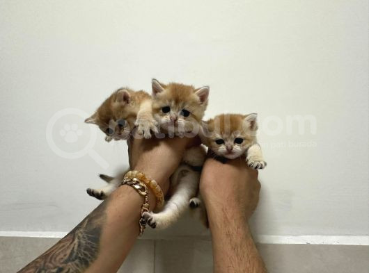 Efsane Güzellikte British Shorthair  Golden Yavrularımız