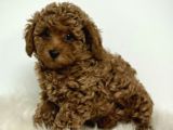 Kıpkırmızı Red Tooy Poodle Sevimli Yavrular 