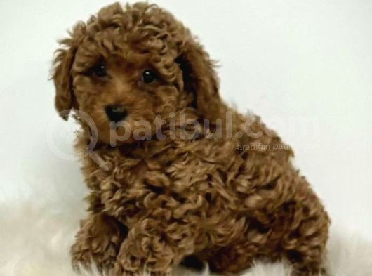 Kıpkırmızı Red Tooy Poodle Sevimli Yavrular  görsel