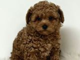 Kıpkırmızı Red tooy poodle sevimli yavrular 