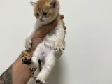 Efsane Güzellikte British Shorthair  Golden Yavrularımız