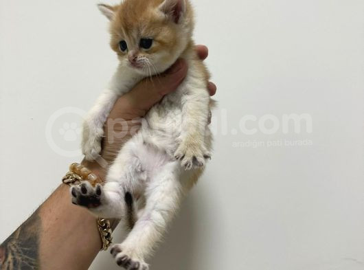 Efsane Güzellikte British Shorthair  Golden Yavrularımız görsel