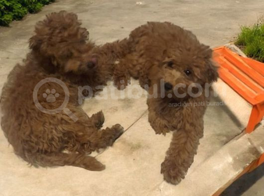Orijinal A Kalite Poodle Yavrularımız Istanbul