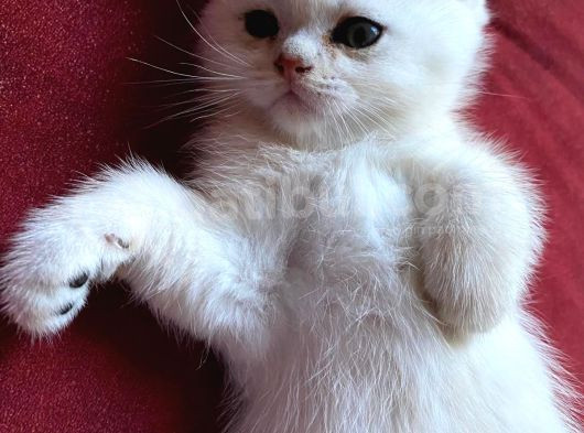 British Shorthair Kedi Sahiplendirme