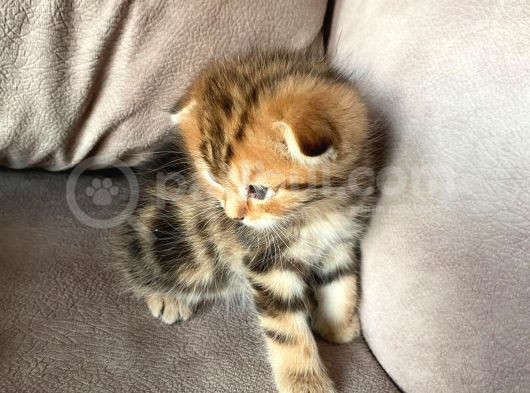 British Shorthair Kedi Sahiplendirme görsel