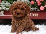 Red Braw Kıpkırmızı Ev Üretimi Tooy Poodle 