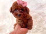 Mini boy puppy kıpkırmızı Red TOOY POODLE 