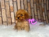 Uygun Toy Poodle Kalitesinde Show Maltipo Bebeklerimiz