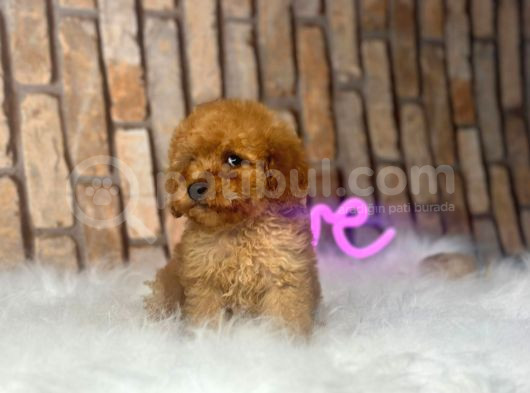 Uygun Toy Poodle Kalitesinde Show Maltipo Bebeklerimiz görsel