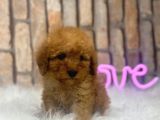 Uygun Toy Poodle Kalitesinde Show Maltipo Bebeklerimiz