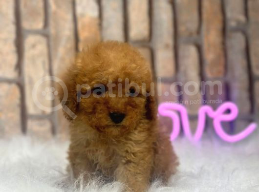 Uygun Toy Poodle Kalitesinde Show Maltipo Bebeklerimiz görsel