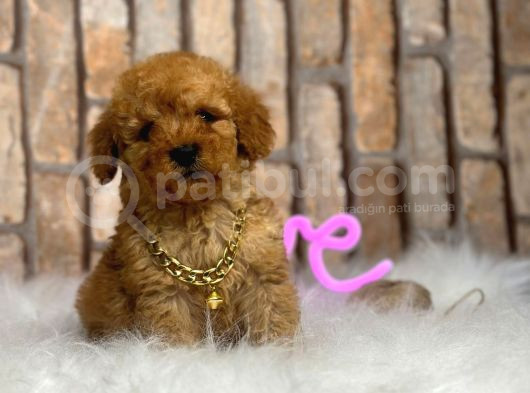 Uygun Toy Poodle Kalitesinde Show Maltipo Bebeklerimiz görsel