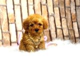 Uygun Toy Poodle Kalitesinde Show Maltipo Bebeklerimiz