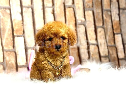 Uygun Toy Poodle Kalitesinde Show Maltipo Bebeklerimiz görsel