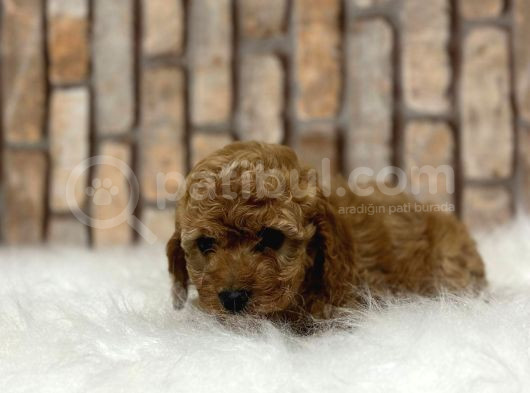 Uygun Toy Poodle Kalitesinde Show Maltipo Bebeklerimiz