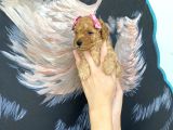 Sağlık ve ırk garantili toy poodle yavrularımız