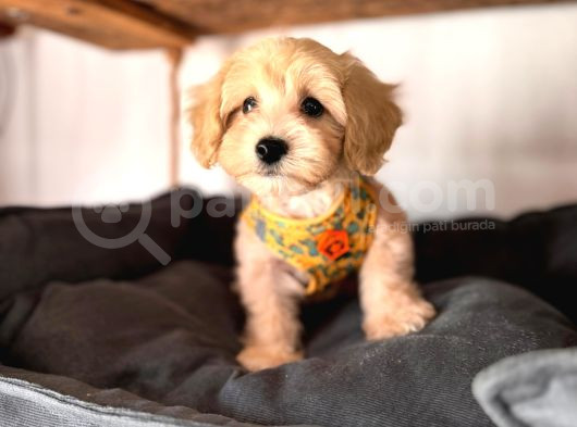 Zeki Tüy Dökmez A Secereli Maltipoo Yavrularımız görsel