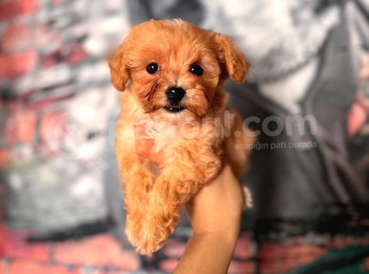 Zeki Tüy Dökmez A Secereli Maltipoo Yavrularımız